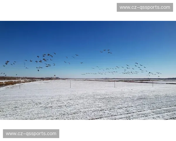 越后之雪，首都之巅：新泻天鹅能否在东京的钢铁丛林中翩跹起舞？